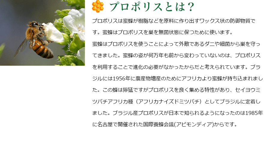 �ץ��ݥꥹ��̪˪������ʤɤ����˺��Ф���å��������ɸ�ʪ���Ǥ���̪˪�ϥץ��ݥꥹ�����̵�ݾ��֤��ݤĤ���˻Ȥ��ޤ���̪˪�ϥץ��ݥꥹ��Ȥ����Ȥˤ�äƳ�Ũ�Ǥ�����ˤ�ٶݤ�������äƤ��ޤ�����̪˪�λѤ�����ǯ���������Ѥ�äƤ��ʤ��Τϡ��ץ��ݥꥹ�����Ѥ��뤳�Ȥǿʲ���ɬ�פ��ʤ��ä�������ȹͤ����Ƥ��ޤ����֥饸��ˤ�1956ǯ������ʪ�����Τ���˥��եꥫ���̪˪���������ޤ�ޤ���������˪�����ԤǤ����ץ��ݥꥹ���ɤ���������������ꡢ�����襦�ߥĥХ����եꥫ��ʥ��եꥫ�ʥ����ɥߥĥХ��ˤȤ��ƥ֥饸������夷�ޤ������֥饸�뻺�ץ��ݥꥹ�����ܤ��Τ���褦�ˤʤä��Τ�1985ǯ��̾�Ų��ǳ��Ť��줿�����˪���(���ԥ��ǥ���)����Ǥ���