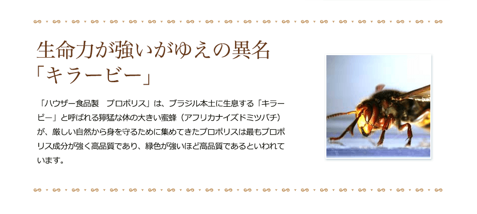 �֥饸�뻺�Υץ��ݥꥹ�����Ǥ��ʼ����⤤�櫓