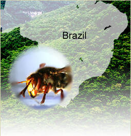 ブラジル自然の風景